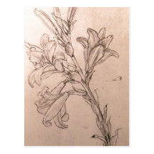 No higher resolution available. Leonardo_lilies.JP Postcards