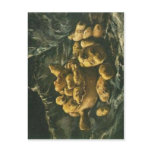 No higher resolution available. Tontopf-Kartoffeln postcards