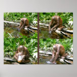 No Monkey Business