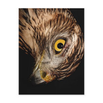 Nobility Postcard