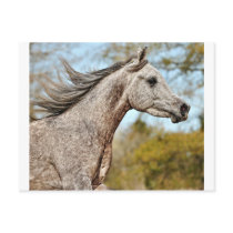 Noble and Proud Post Card