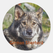 Noble German Shepherd Wolf-like Pose Round Stickers