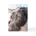 Nobody Loves You Like I Do Greeting Cards