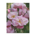 Noisette Pink Rose postcards
