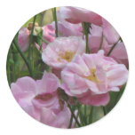Noisette Pink Rose Round Sticker