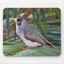 Noisy Miner Bird, Adelaide, Australia