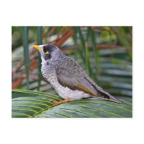 Noisy Miner Bird, Adelaide, Australia