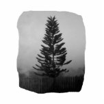Norfolk Pine Black and White Picture Foggy
