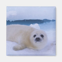 North America, Canada, Quebec, Iles de la 2 Fridge Magnets