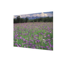 North America, USA, Alaska, Anchorage, Eklutna Gallery Wrapped Canvas