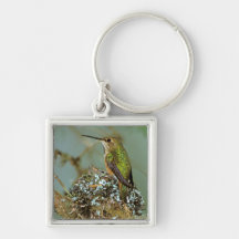 North America, USA, Alaska. Rufous Humming bird Key Chain