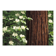 North America, USA, California, Yosemite Photograph