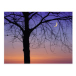 North America, USA, Florida, Mt. Dora, the Postcard