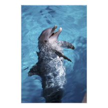 North America, USA, Hawaii. Dolphin 2 Photo Print