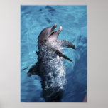 North America, USA, Hawaii. Dolphin 2