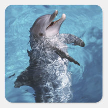 North America, USA, Hawaii. Dolphin 2 Square Stickers