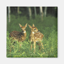 North America, USA, Minnesota. White-tailed 2 Refrigerator Magnets