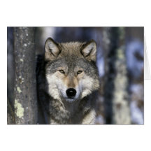 North America, USA, Minnesota. Wolf Canis Greeting Card