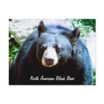 North American Black Bear Postcard