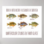 North American Freshwater Sunfish posters