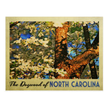 North Carolina Dogwood Postcards
