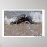 North Shore Honu- Poster posters