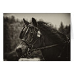 North Swedish Horse