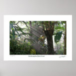 Northampton Rain Forest III posters