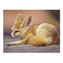 Northern Africa. Fennec Fennecus zerda) Postcards