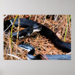 Northern Black Racer