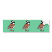 Northern Bobwhite