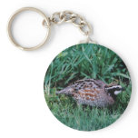 Northern Bobwhite Quail keychains