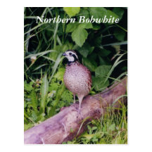 Northern Bobwhite Quail Post Cards