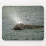 Northern bottlenose whale mousepads