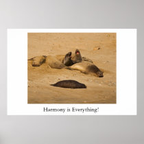Northern California elephant seals Print