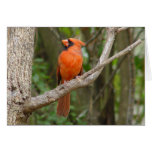 Northern Cardinal Bird Card