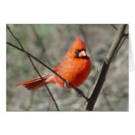 Northern Cardinal Card