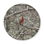 Northern Cardinal