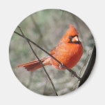 Northern Cardinal Magnet
