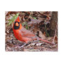 Northern Cardinal Postcard