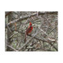 Northern Cardinal
