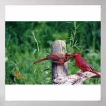 Northern Cardinal Posters
