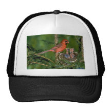 Northern Cardinal with young Trucker Hat