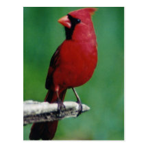 Northern Cardnials Postcards
