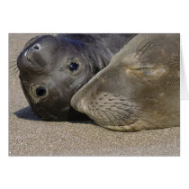 Northern Elephant Seal and Pup Card