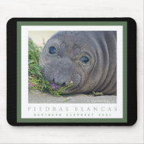 Northern Elephant Seal Baby Mousepad