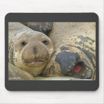 Northern Elephant Seals at Piedras Blancas