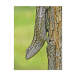 Northern Fence Lizard Postcard