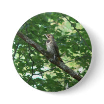 Northern Flicker in Tree