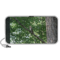 Northern Flicker in Tree Laptop Speaker